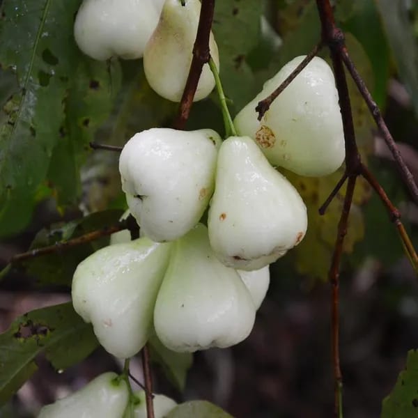 Hybrid White Weter Apple Fruit Plant (Pack Of-1 )