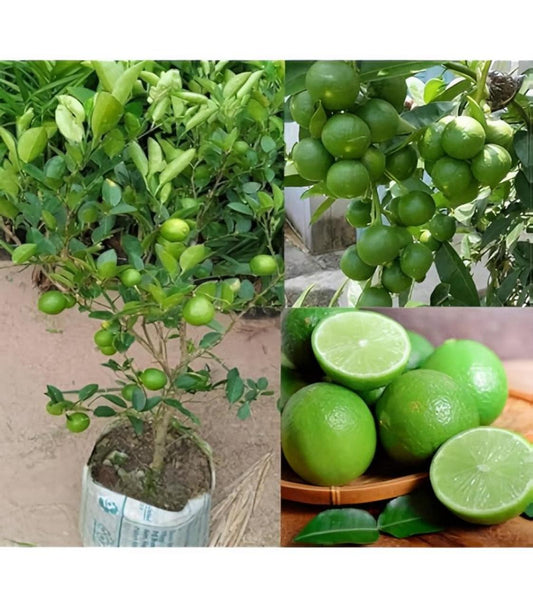 Hybrid Kamkot Lemon Fruit Plant (Pack Of-1)
