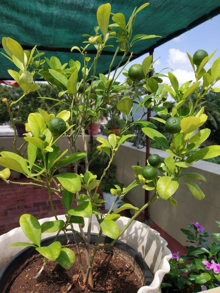 Hybrid Kamkot Lemon Fruit Plant (Pack Of-1)