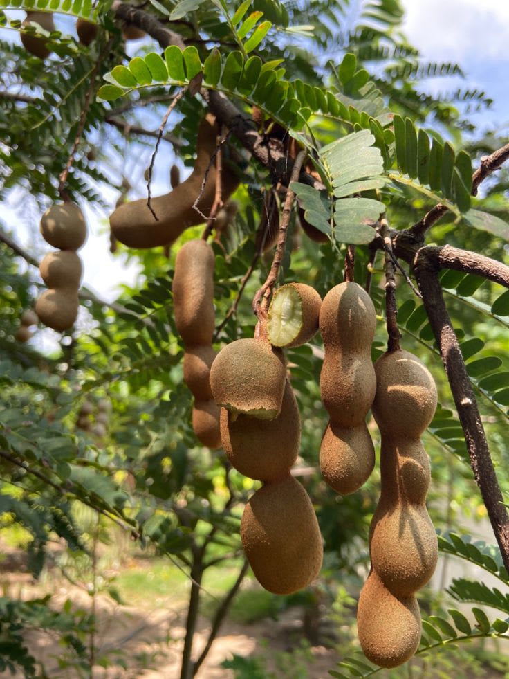Tamarind Plant  (Pack Of 1)