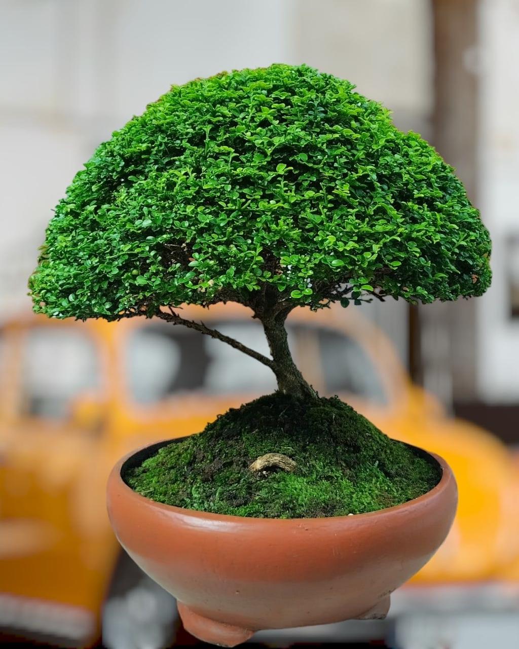 Table Kamini Plant (Pack Of-1 )