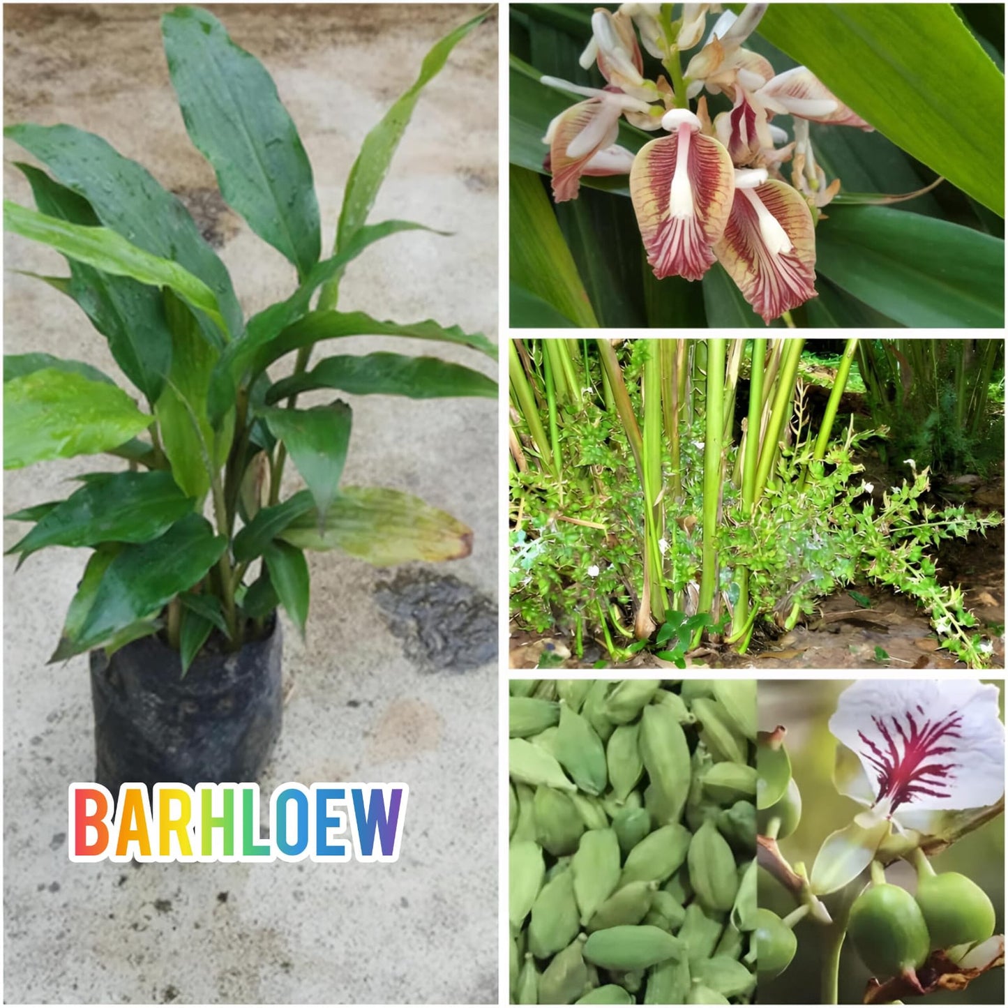 Hybrid Elaichi Plant (1.5-3 Feet Height Pack Of 1)