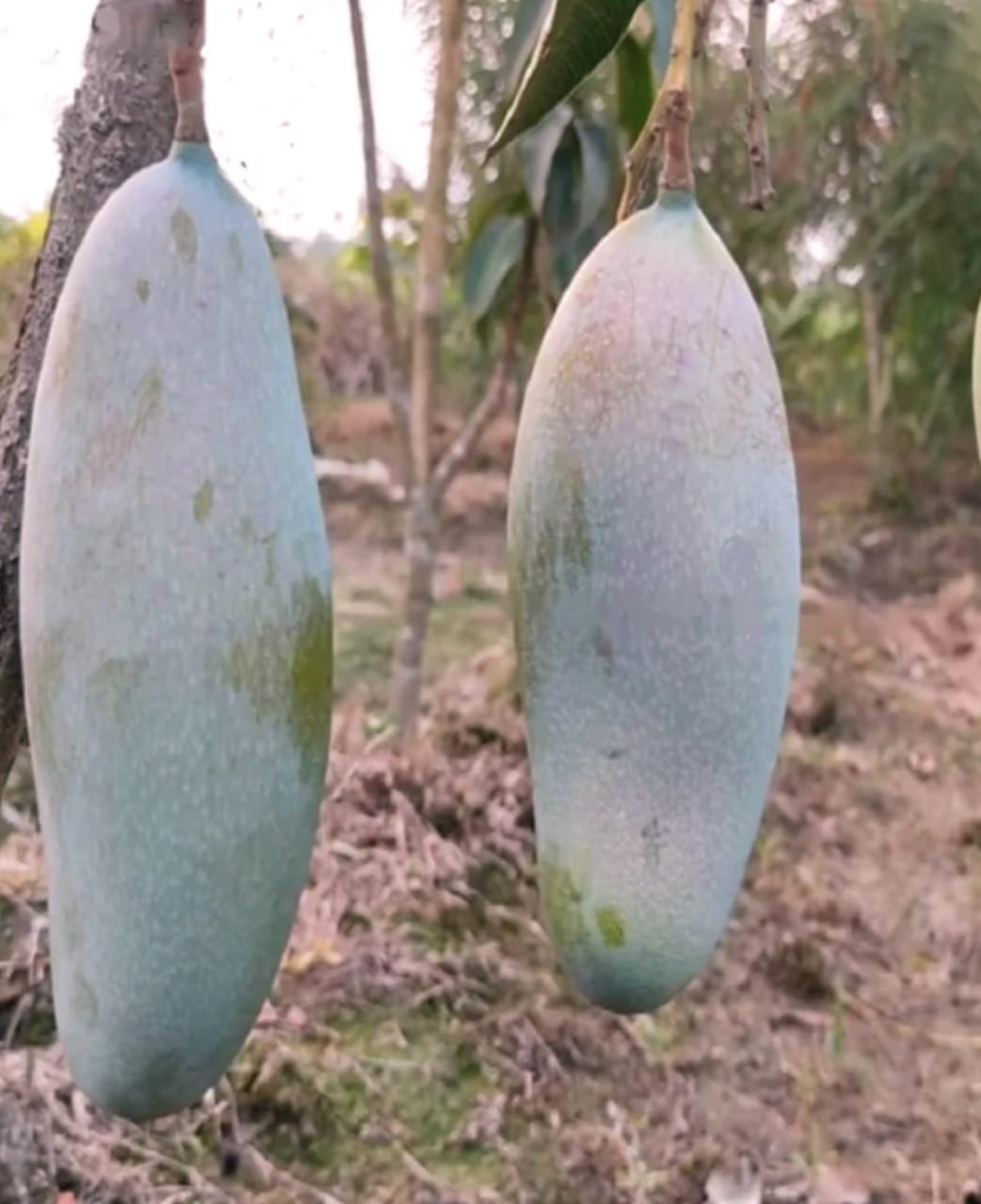 Thai 3 Taste Mango🥭🥭🥭 Grafting Fruit Plant (1.5-3 Feet Height Pack Of 1)