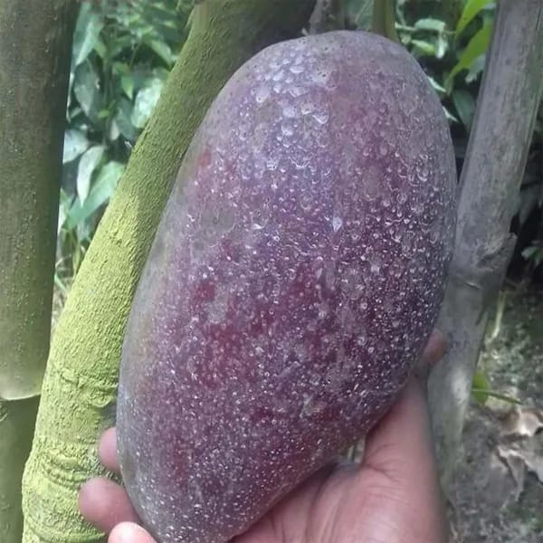 Thai BN 7 Mango🥭🥭🥭 Grafting Fruit Plant (1.5-3 Feet Height Pack Of 1)