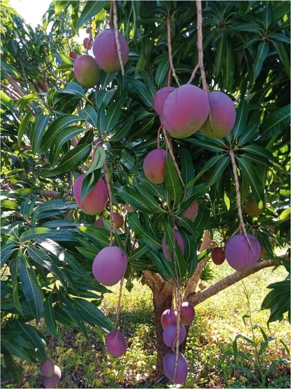 Thai BN 7 Mango🥭🥭🥭 Grafting Fruit Plant (1.5-3 Feet Height Pack Of 1)