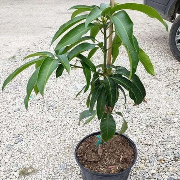 Thai Chakapath🥭🥭🥭 Mango Grafting Fruit Plant (1.5-3 Feet Height Pack Of 1)