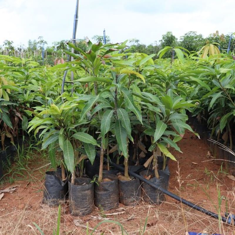 Thai Chiang-Mai🥭🥭🥭 Mango Grafting Fruit Plant (1.5-3 Feet Height Pack Of 1)