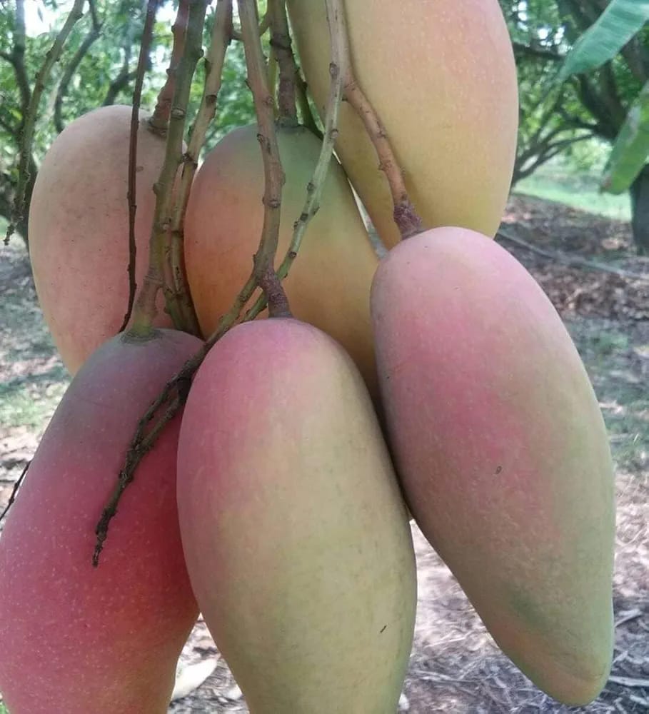 Thai Chiang-Mai🥭🥭🥭 Mango Grafting Fruit Plant (1.5-3 Feet Height Pack Of 1)