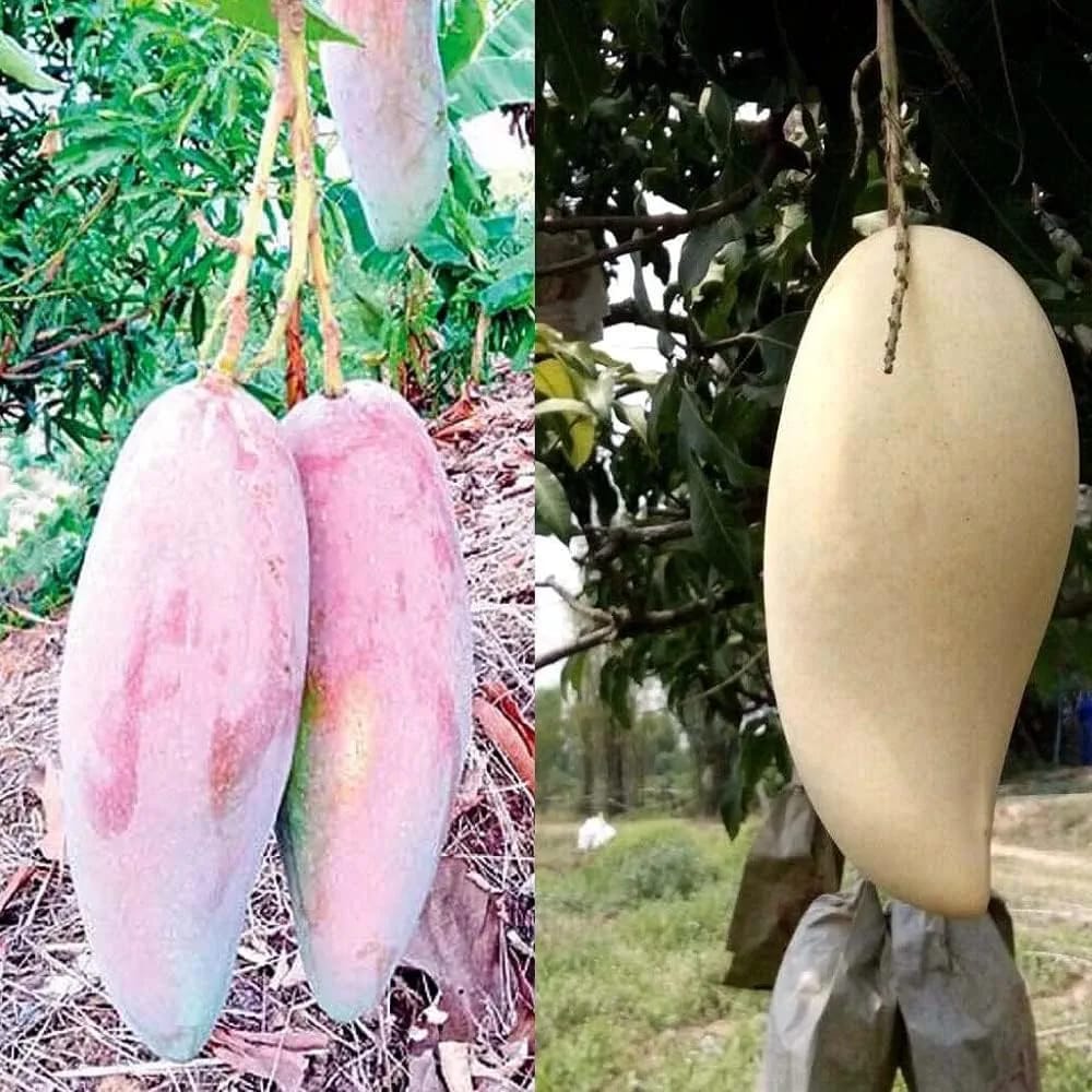 Thai Chiang-Mai🥭🥭🥭 Mango Grafting Fruit Plant (1.5-3 Feet Height Pack Of 1)