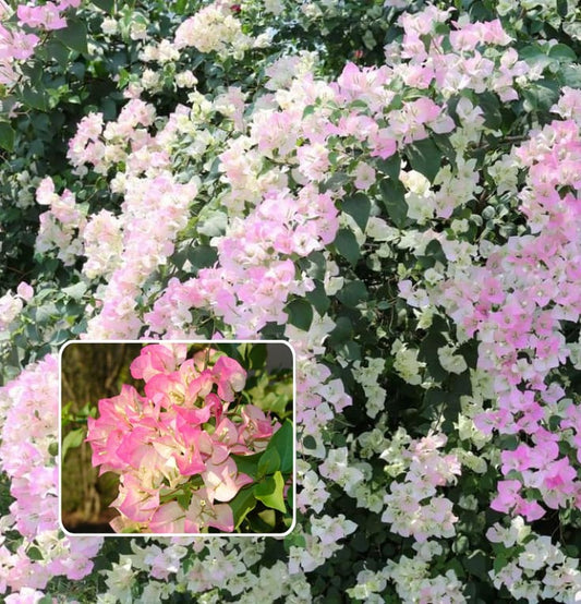 Thai Delight Bougainvillea Plant  (Pack Of 1)