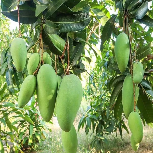 Thai Nurjahan Mango 🥭🥭🥭 Grafting Fruit Live Plant (1.5-3 Feet Height Pack Of 1)