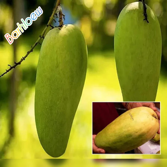 Thai Nurjahan Mango 🥭🥭🥭 Grafting Fruit Live Plant (1.5-3 Feet Height Pack Of 1)