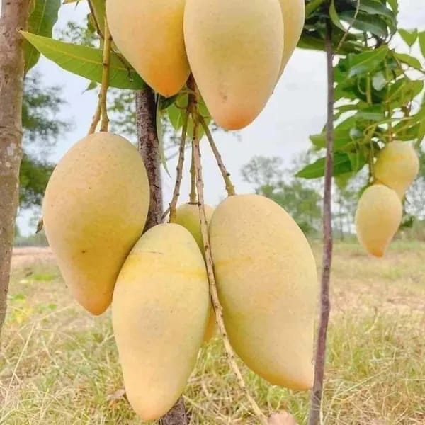 Thai White Doc Mai Mango🥭🥭🥭 Grafting Fruit Plant (1.5-3 Feet Height Pack Of 1)