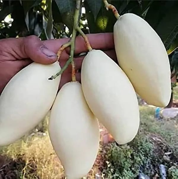 Thai White Doc Mai Mango🥭🥭🥭 Grafting Fruit Plant (1.5-3 Feet Height Pack Of 1)