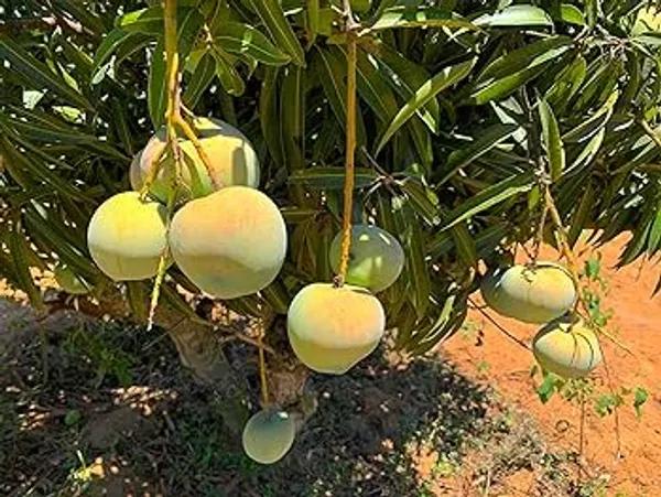 Thai Apple Mango🥭🥭🥭 Grafting Fruit Plant (1.5-3 Feet Height Pack Of -1)