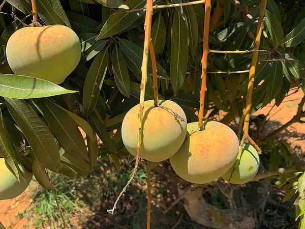 Thai Apple Mango🥭🥭🥭 Grafting Fruit Plant (1.5-3 Feet Height Pack Of -1)