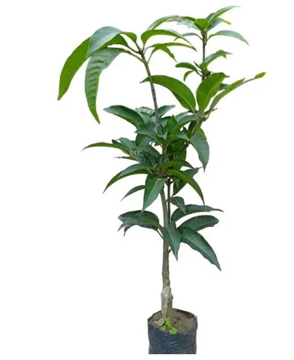 Thai Apple Mango🥭🥭🥭 Grafting Fruit Plant (1.5-3 Feet Height Pack Of -1)
