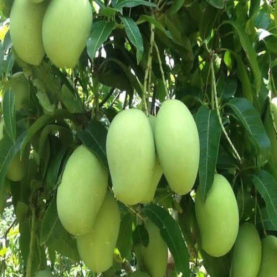 Thai Bari 11 Mango🥭🥭🥭 Grafting Fruit Plant (1.5-3 Feet Height Pack Of 1)