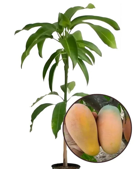 Thai Bari 11 Mango🥭🥭🥭 Grafting Fruit Plant (1.5-3 Feet Height Pack Of 1)