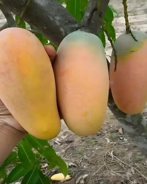 Thai Bari 11 Mango🥭🥭🥭 Grafting Fruit Plant (1.5-3 Feet Height Pack Of 1)