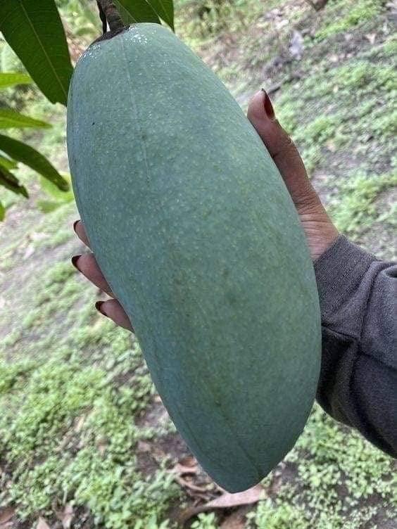 Thai Brunei King Mango🥭🥭🥭 Grafting Fruit Plant (1.5-3 Feet Height Pack Of -1)
