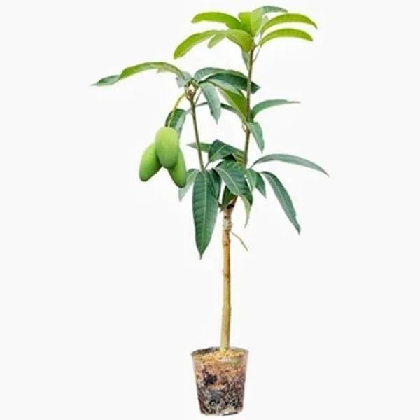 Thai Honey Dew  Mango🥭🥭🥭 Grafting Fruit Plant (1.5-3 Feet Height Pack Of -1)