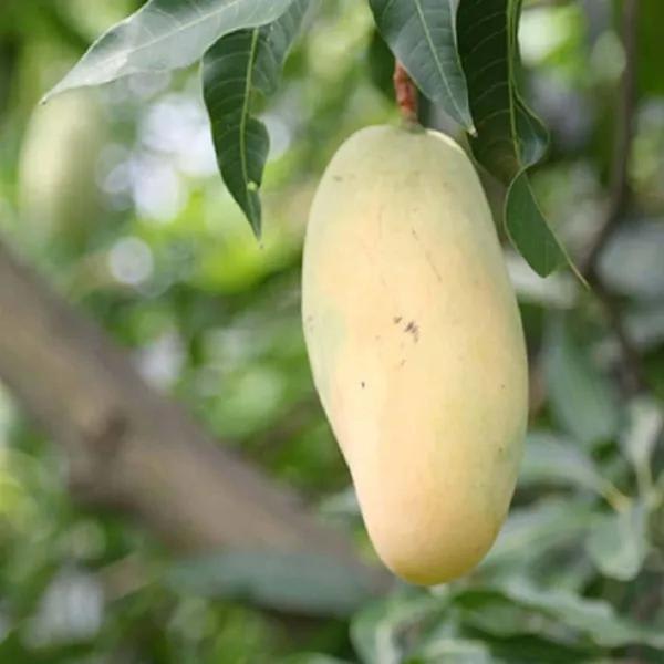 Thai Honey Dew  Mango🥭🥭🥭 Grafting Fruit Plant (1.5-3 Feet Height Pack Of -1)