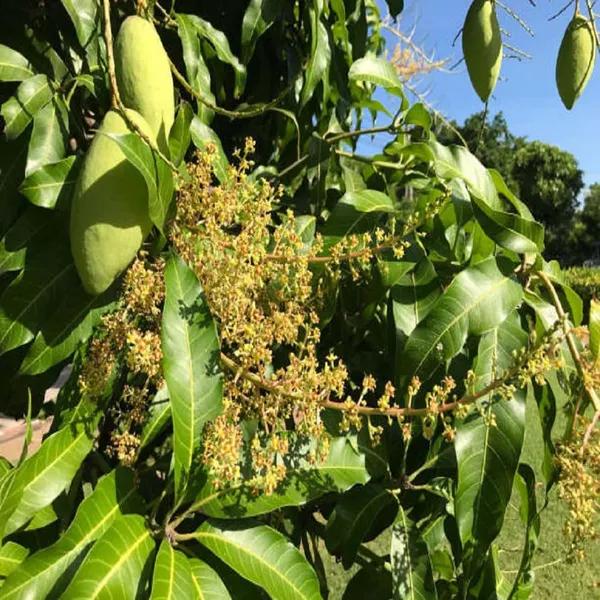 Thai Honey Dew  Mango🥭🥭🥭 Grafting Fruit Plant (1.5-3 Feet Height Pack Of -1)