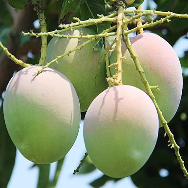 Thai R2E2  Mango🥭🥭🥭 Grafting Fruit Plant (1.5-3 Feet Height Pack Of -1)