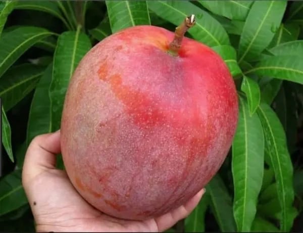 Thai R2E2  Mango🥭🥭🥭 Grafting Fruit Plant (1.5-3 Feet Height Pack Of -1)