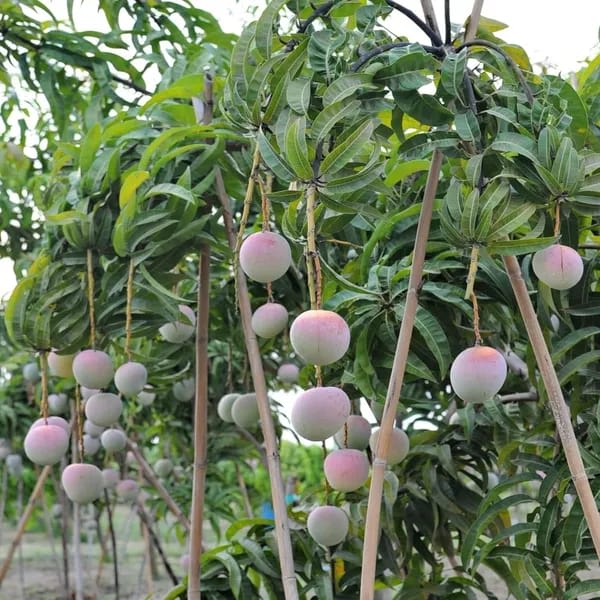 Thai R2E2  Mango🥭🥭🥭 Grafting Fruit Plant (1.5-3 Feet Height Pack Of -1)