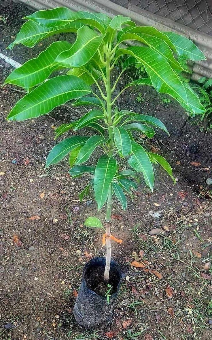 Thai Red Banana Mango🥭🥭🥭 Grafting Fruit Plant (1.5-3 Feet Height Pack Of 1)