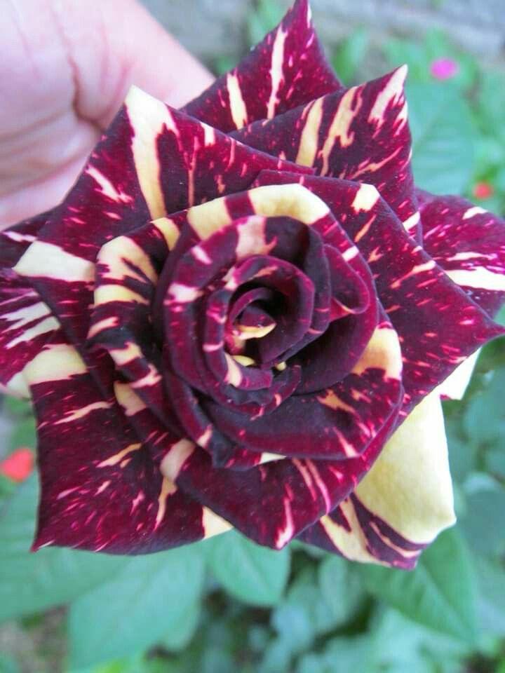 Hybrid Abraka Dabra🌹🌹🌹 Rose Flower Plant (Pack Of 1)