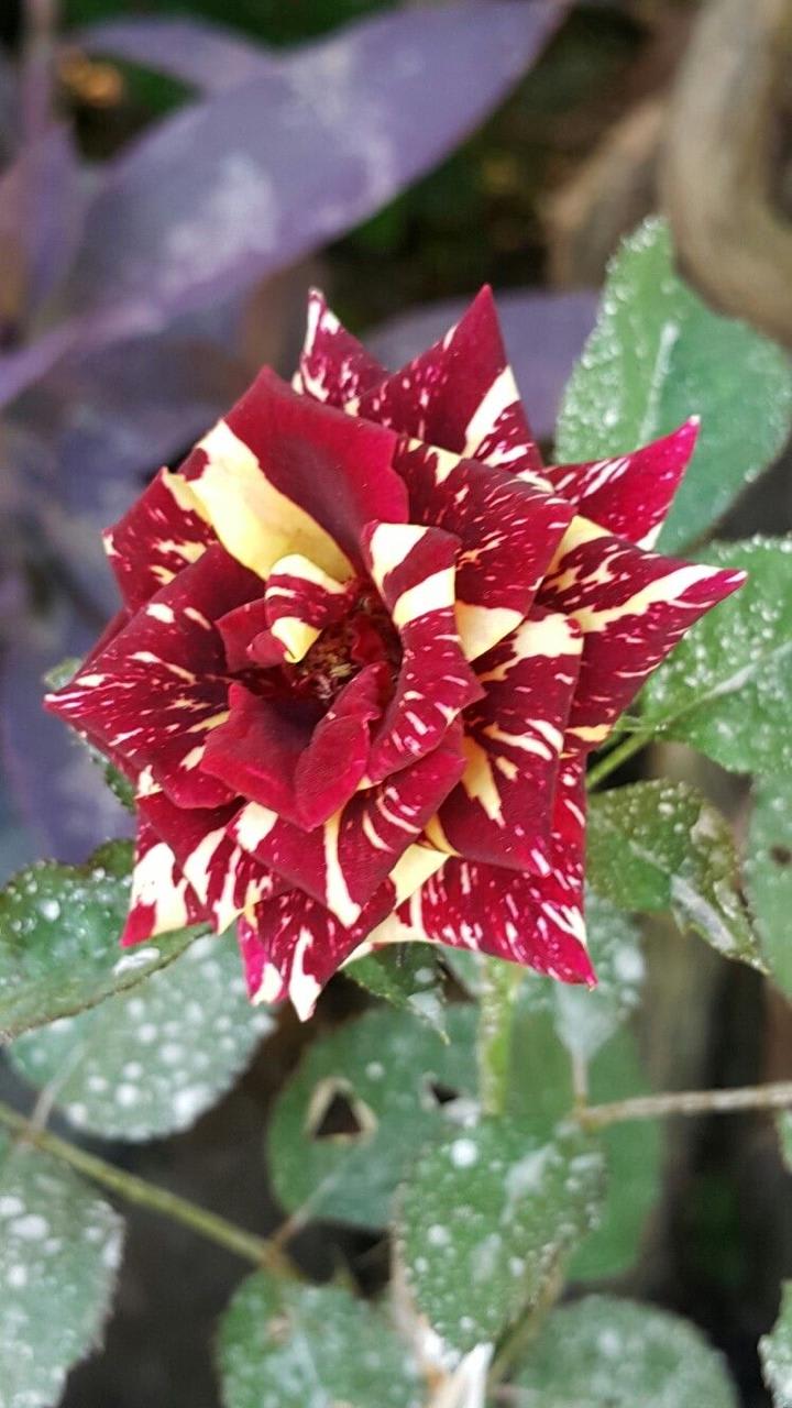 Hybrid Abraka Dabra🌹🌹🌹 Rose Flower Plant (Pack Of 1)