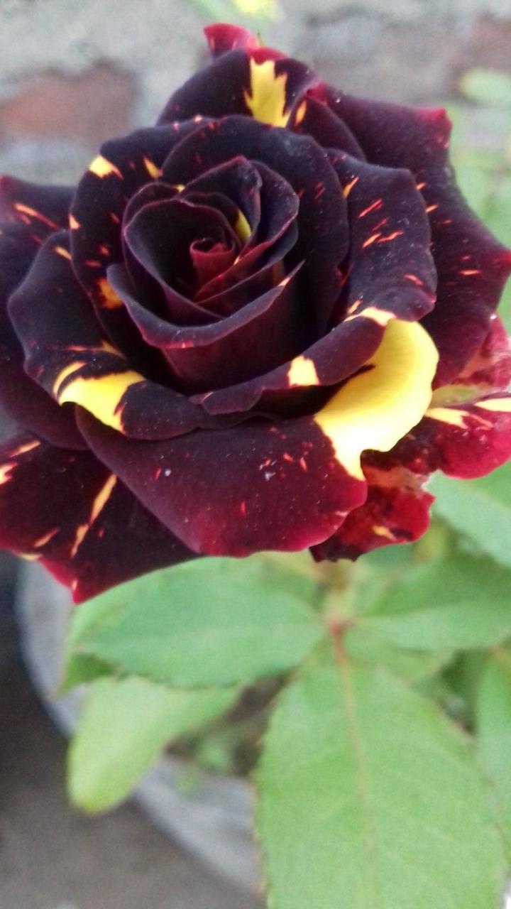 Hybrid Abraka Dabra🌹🌹🌹 Rose Flower Plant (Pack Of 1)