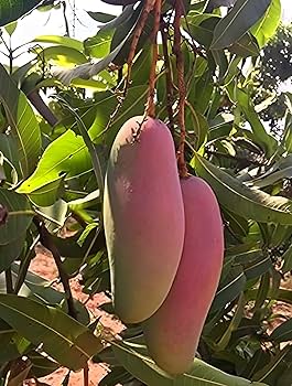 Hybrid Red Banana Mango Fruit Plant (Pack Of-1)