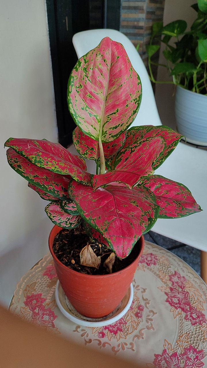 Aglonema Red Plant ( Pack Of-1 )