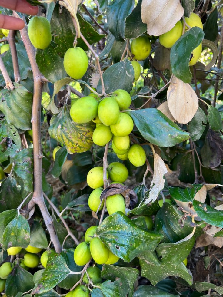 Hybrid All Time Green Apple Ber Jujubi Grafting Fruit Plant (Pack Of-1)