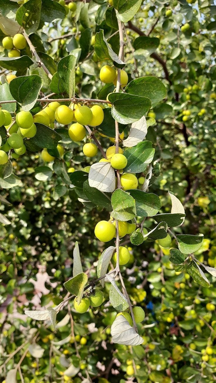 Hybrid All Time Green Apple Ber Jujubi Grafting Fruit Plant (Pack Of-1)