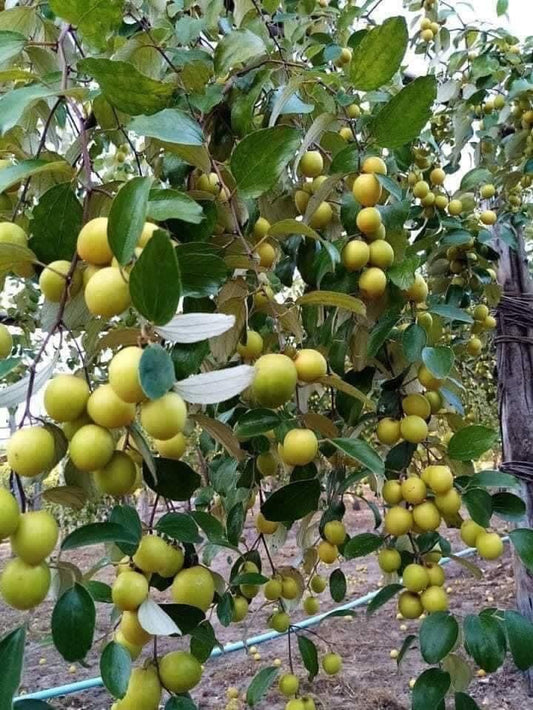 Hybrid All Time Green Apple Ber Jujubi Grafting Fruit Plant (Pack Of-1)