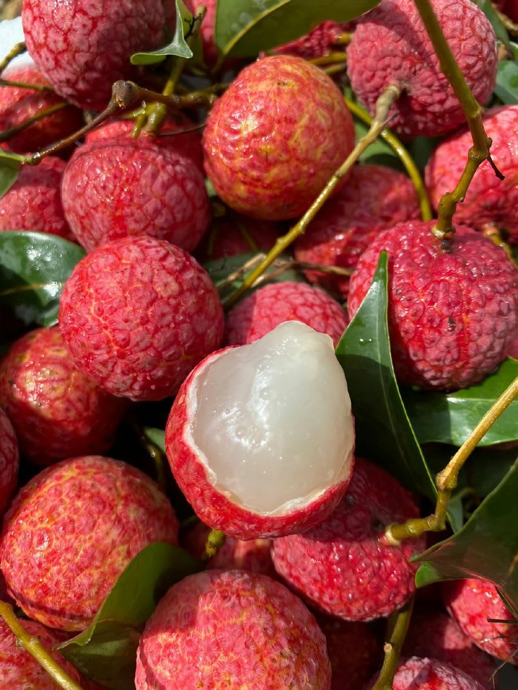 Hybrid Bombai Litchi Grafting Plant (Pack Of 1)