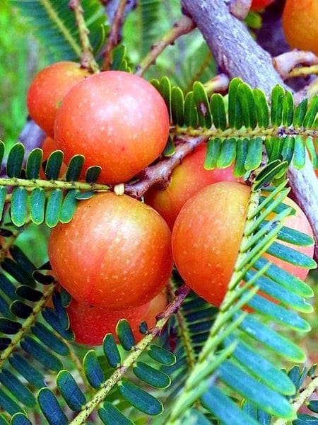 Hybrid Red Amla Grafting Fruit Plant (Pack Of-1 )