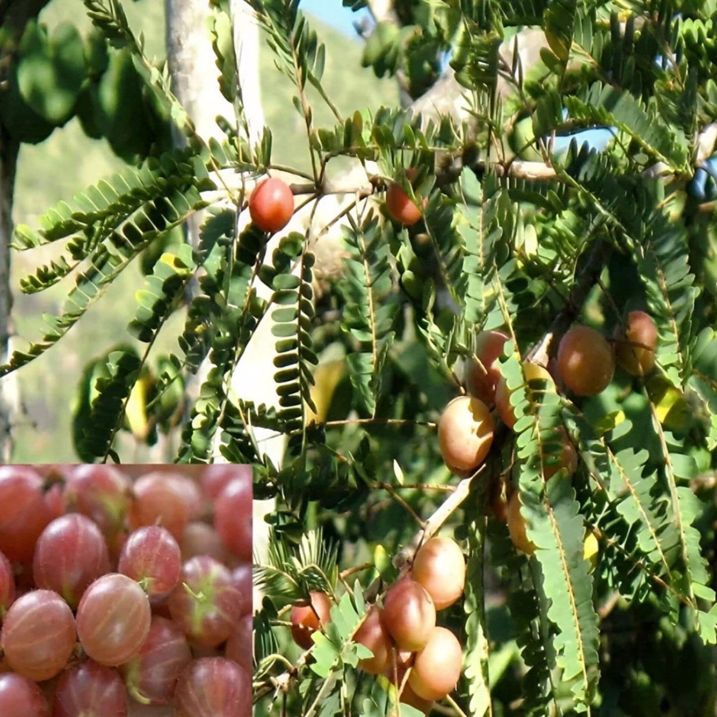 Hybrid Red Amla Grafting Fruit Plant (Pack Of-1 )