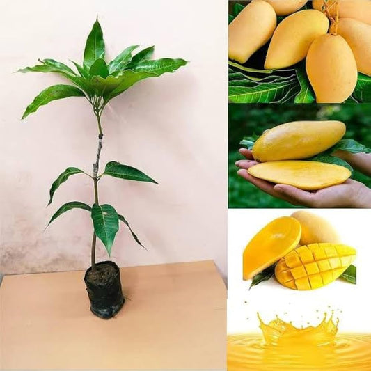 Hybrid 3 Tasti Mango 🥭🥭🥭 Grafting Fruit Plant (Pack Of-1 )