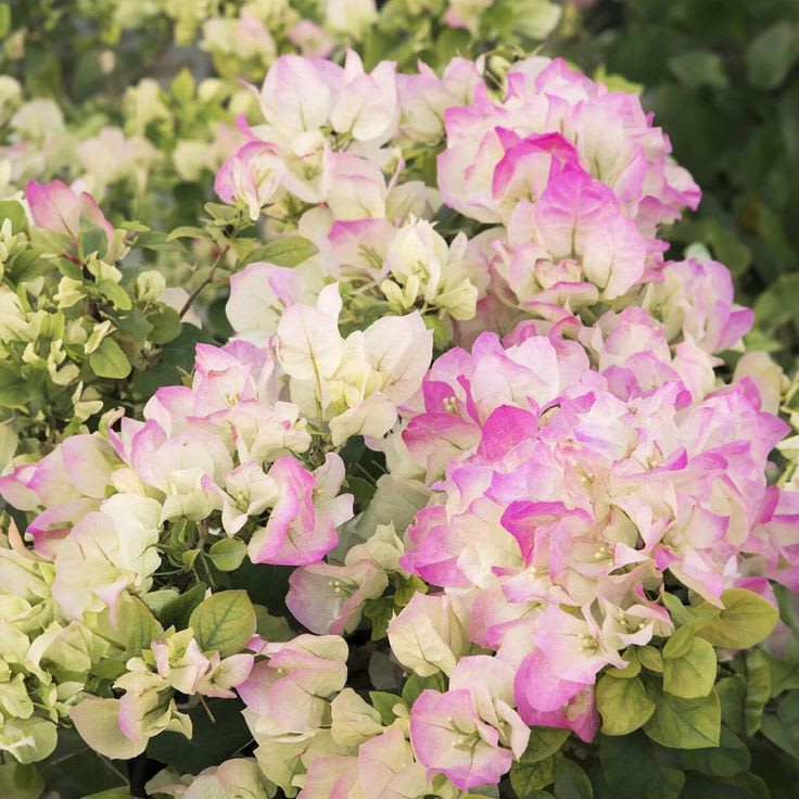 Hybrid Bougainvillea Coconut Ice Flower Plant (Pack Of-1 )