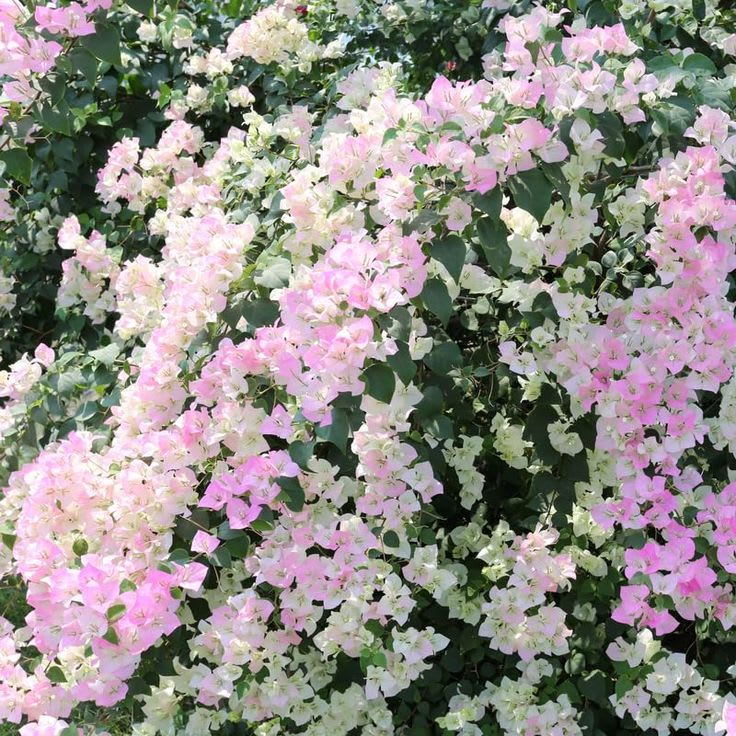 Hybrid Bougainvillea Coconut Ice Flower Plant (Pack Of-1 )