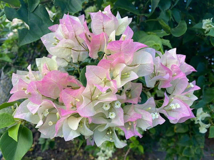 Hybrid Bougainvillea Coconut Ice Flower Plant (Pack Of-1 )
