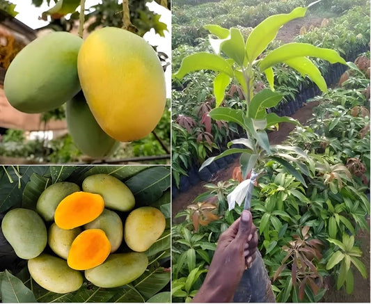 Gobindobhog Mango Fruit Plant (Hybrid & Grafting ) Pack Of-1