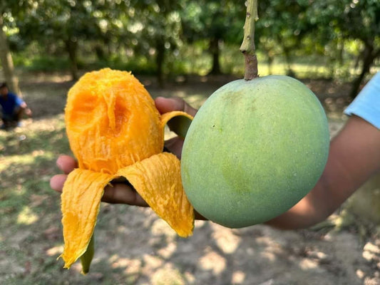 Gobindobhog Mango Fruit Plant (Hybrid & Grafting ) Pack Of-1
