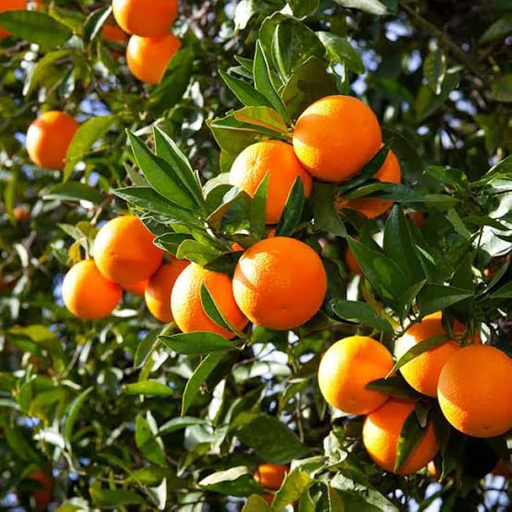 Yellow Malta Orange Fruit Plant (Hybrid & Grafting) Pack Of-1